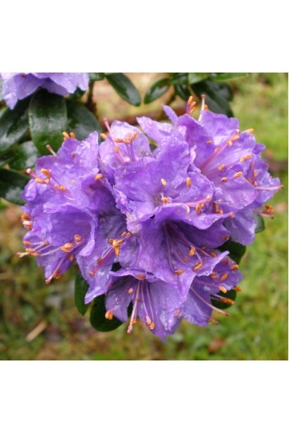 Rhododendron ’Gristede’ квіти
